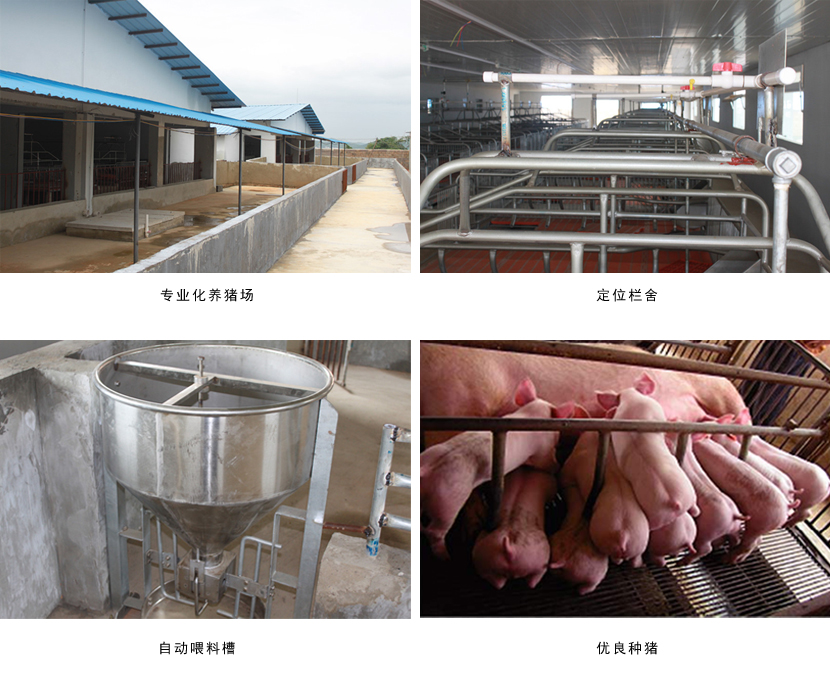 广西91视频福利APP导航农牧集团