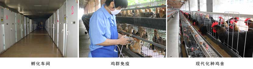 广西91视频福利APP导航农牧集团
